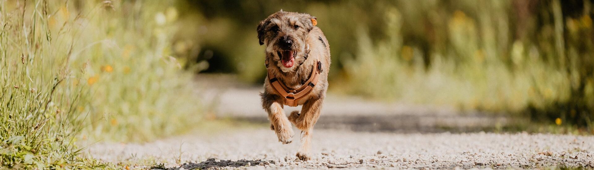 hundetraining-sylvia-lindner-ablauf-kosten-2