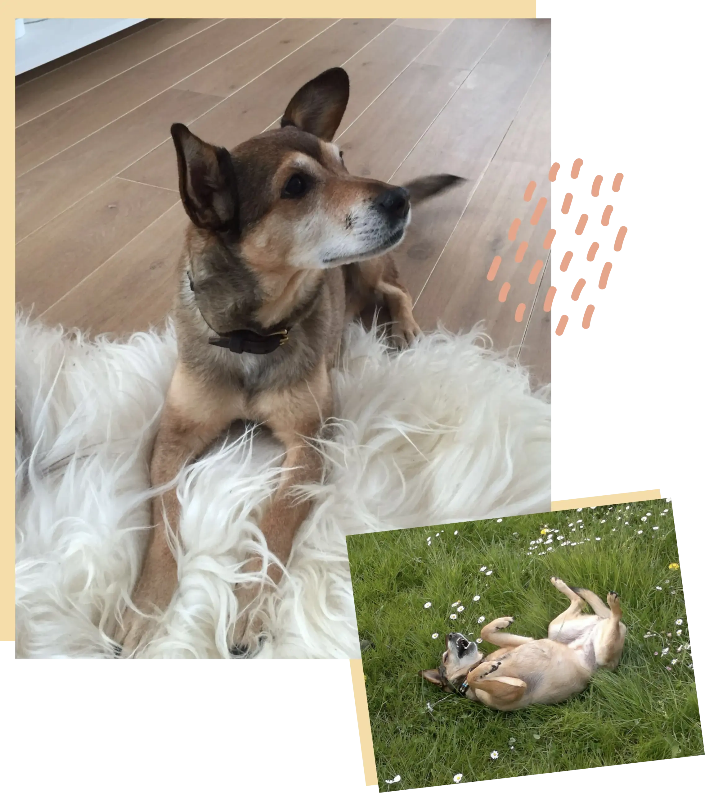 ueber-mich Mobiles Hundetraining Sylvia Lindner - Training und Beratung